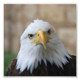 Impression Photo Eagle_2015_0201