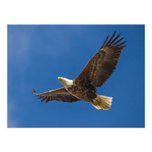 Impression Photo Eagle au-dessus