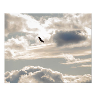 Impression Photo Eagle chauve montant