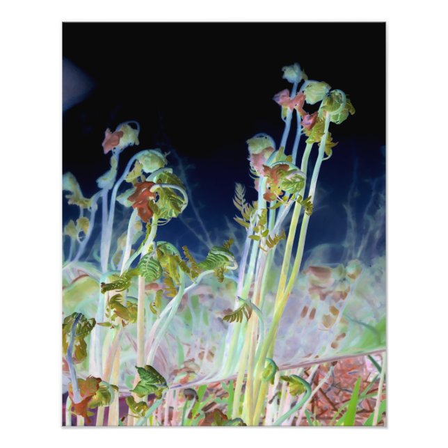 Impression Photo "Early Spring" Numériquement modifié Ferns à tête  (Devant)