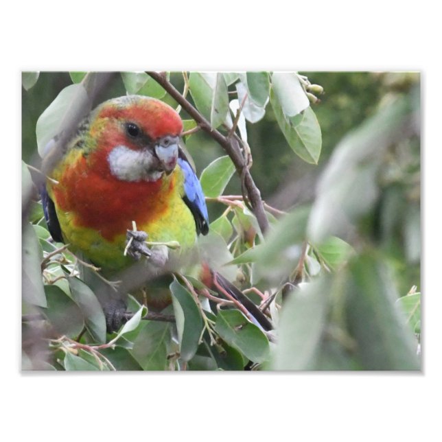 Impression Photo Eastern Rosella mangeant avec bonheur (Devant)