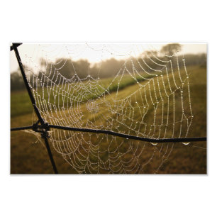 Impression Photo Eau gouttes sur le web Spider