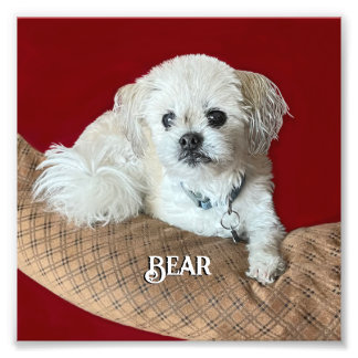 Impression Photo Écoutez le Malshi Relaxant