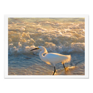 Impression Photo Egret au coucher du soleil sur la plage Imprimer