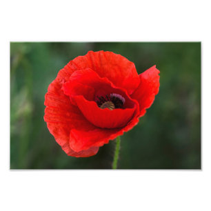 Impression photo - Élégance Coquelicot