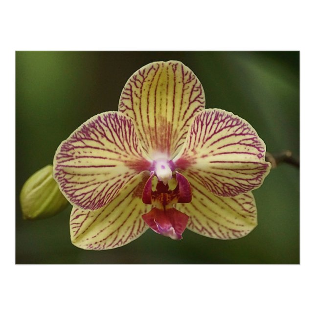 Impression Photo Élégance orchidée (Devant)