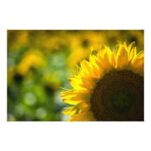 Impression photo Élégance Tournesol