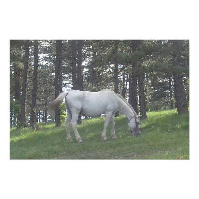 Impression Photo Elégant Beau Cheval Blanc Art original (Devant)