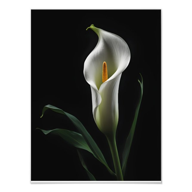 Impression Photo Elégant Calla Lily sur Arrière - plan noir (Devant)