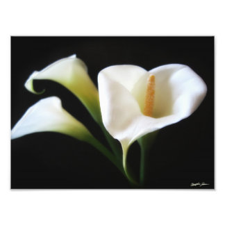 Impression Photo Elégante Calla Lily Flowers 9 Imprimer