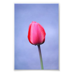Impression Photo Élégante Tulipe Rose Avec Arrière - plan Couleur L