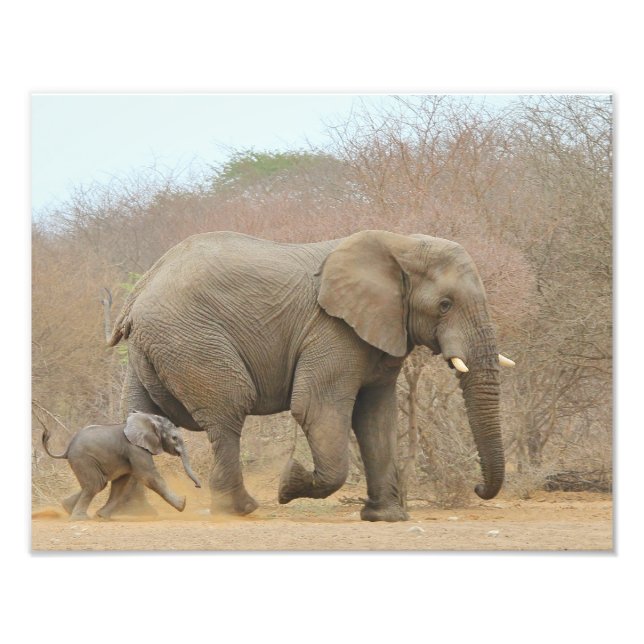 Impression Photo Elephant - Bébés animaux Belle (Devant)