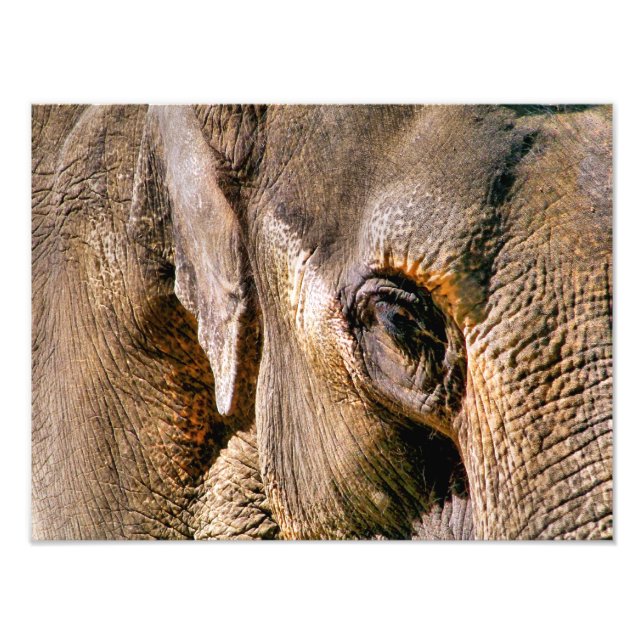 IMPRESSION PHOTO ÉLÉPHANTS (Devant)