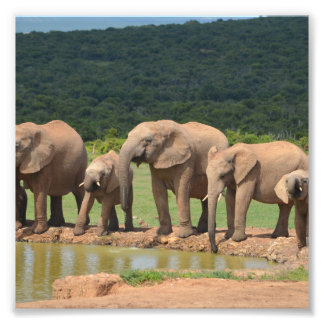 Impression Photo Eléphants