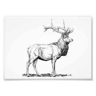 Impression Photo Elk