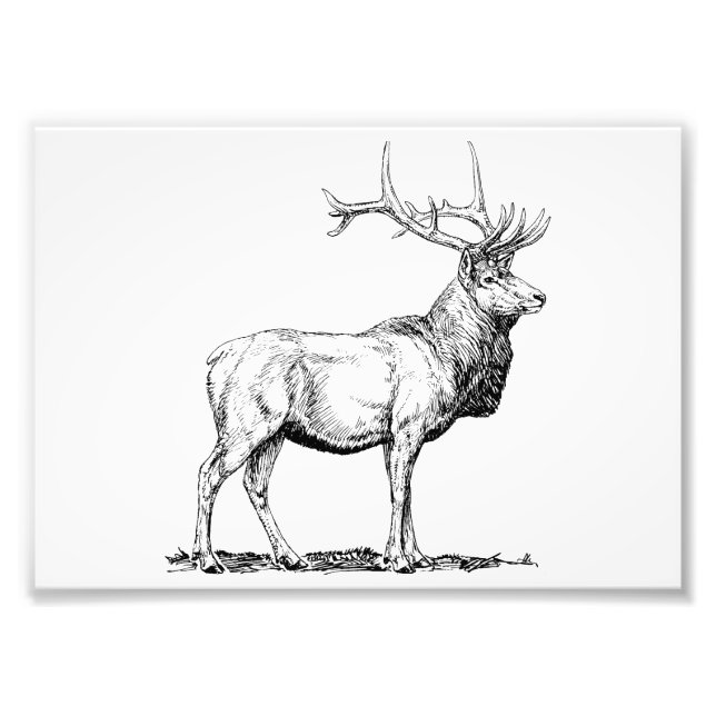 Impression Photo Elk (Devant)