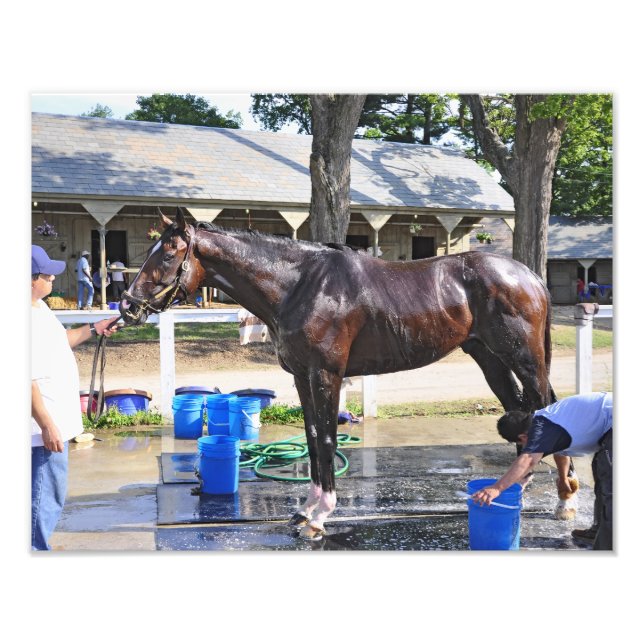 Impression Photo Empire Stakes Winner "Saratoga Snacks" (Devant)