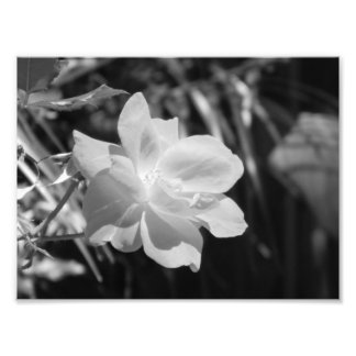 Impression photo en noir et blanc