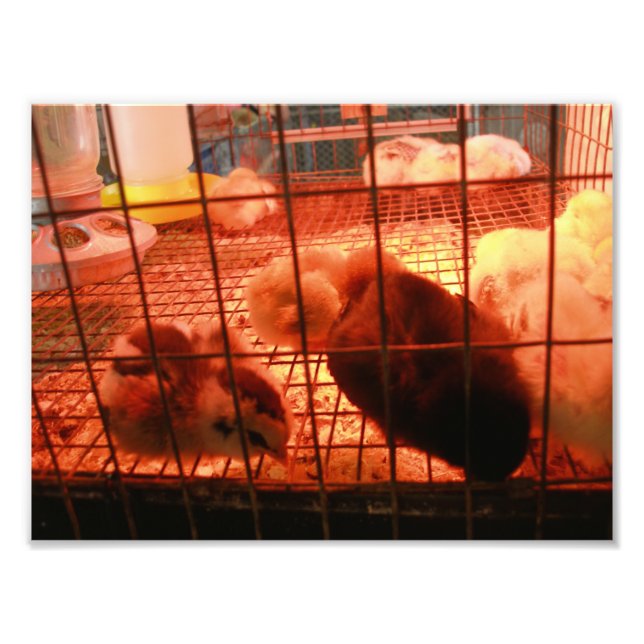Impression Photo Enfants nés dans une cage d'incubation (Devant)