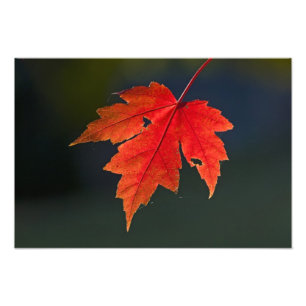 Impression Photo Érable rouge (Acer rubrum) feuille rouge en automn