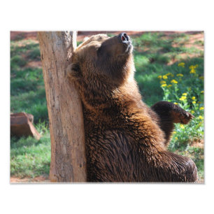 Impression Photo Éraflure d'ours