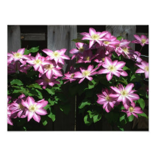 Impression Photo Escalade Clematis Fleurs de printemps violettes