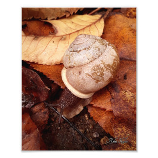 Impression Photo Escargot