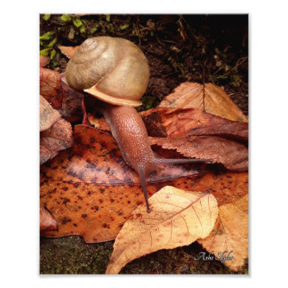 Impression Photo Escargot