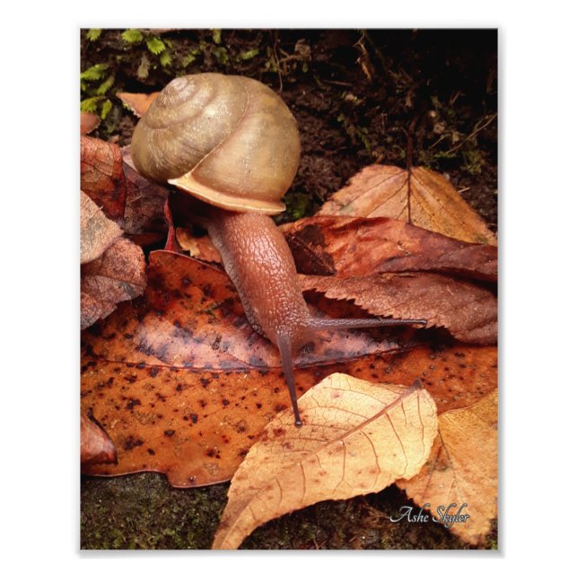 Impression Photo Escargot (Devant)