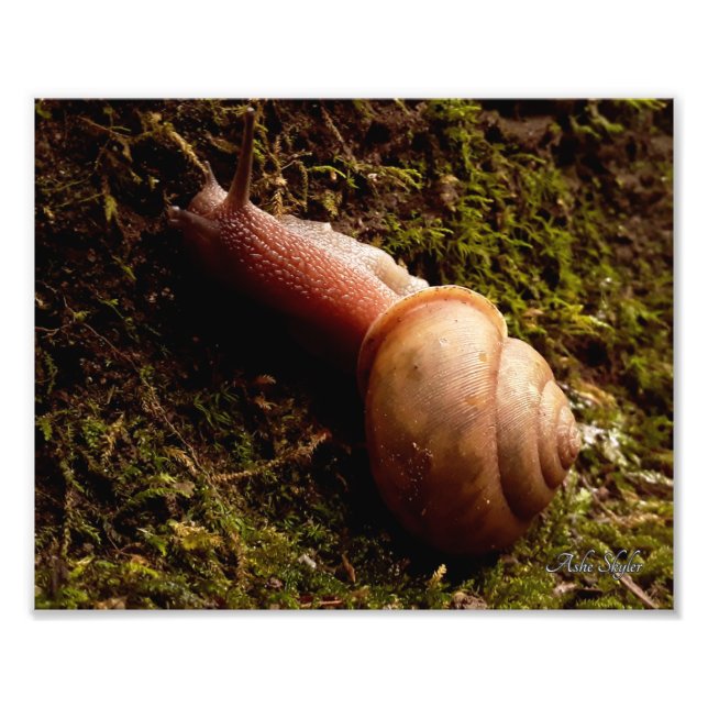 Impression Photo Escargot (Devant)