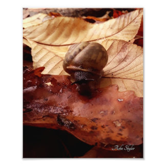 Impression Photo Escargot sur une mission