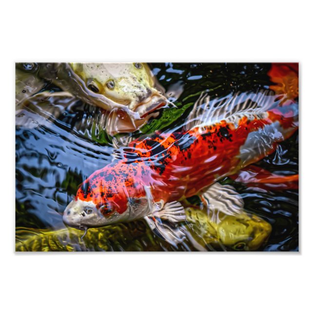 Impression Photo Étang japonais de poissons Koi (Devant)