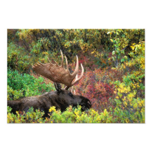 Impression Photo États-Unis, Alaska, Denali National Park, Bull Moo