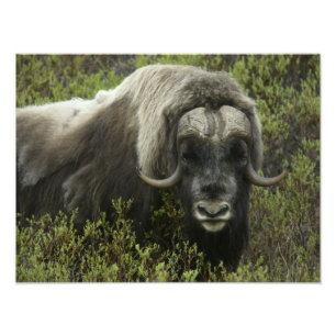 Impression Photo États-Unis, Alaska, Nome. Gros plan sur un boeuf m