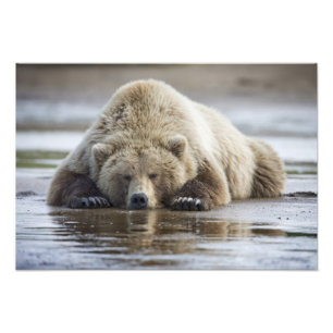 Impression Photo États-Unis, Alaska, Parc national de Katmai, Ours 