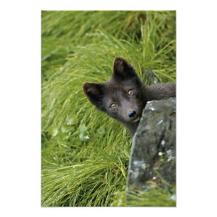 Impression Photo États-Unis, Alaska, Pribilof Islands, St Paul. Ble