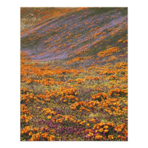 Impression Photo États-Unis, Californie, Montagnes de Tehachapi, 2