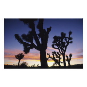 Impression Photo États-Unis, Californie, Parc national de Joshua Tr