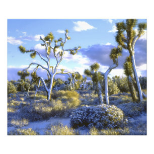 Impression Photo États-Unis, Californie, Parc national de Joshua Tr