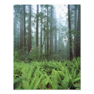 Impression Photo États-Unis, Californie, Parc national de Redwood.