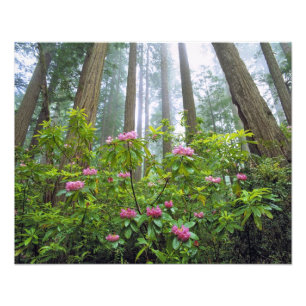 Impression Photo États-Unis, Californie, Parc national de Redwood.