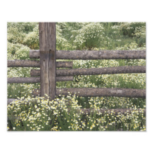 Impression Photo États-Unis, Colorado, Camomille sauvage autour d'u