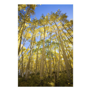 Impression Photo États-Unis, Colorado, Trembles d'automne le long d