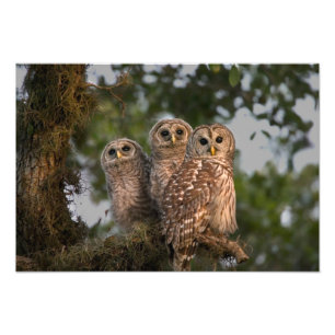 Impression Photo États-Unis, Floride, Viera Wetlands. Trois barrés