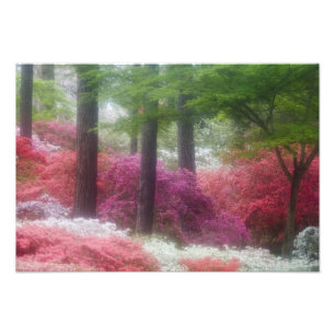 Impression Photo États-Unis ; Géorgie ; Pine mountain. Azalées à