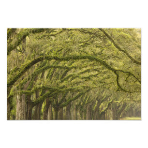 Impression Photo États-Unis ; Géorgie ; Savannah. Chênes avec