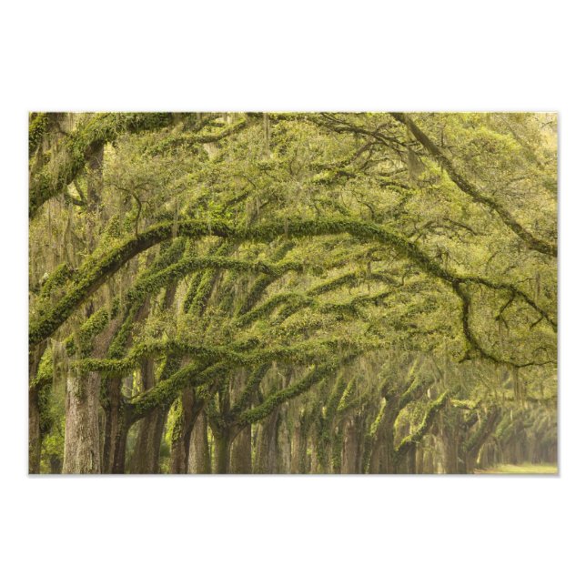 Impression Photo États-Unis ; Géorgie ; Savannah. Chênes avec (Devant)