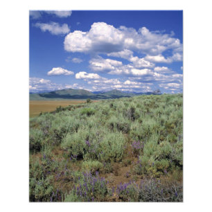 Impression Photo États-Unis, Idaho, comté de Camas Artemisia et lup