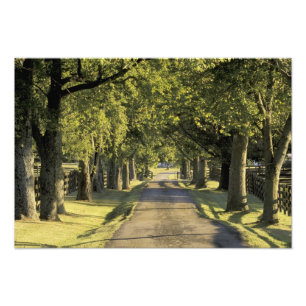 Impression Photo États-Unis, Kentucky, Lexington. Allée bordée d'ar