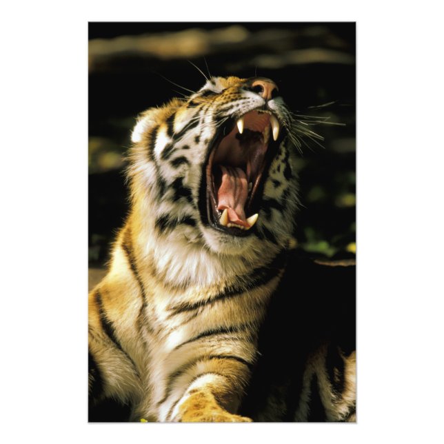 Impression Photo États-Unis, Michigan, Détroit. Zoo de Détroit, tig (Devant)
